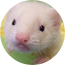 �临�о�